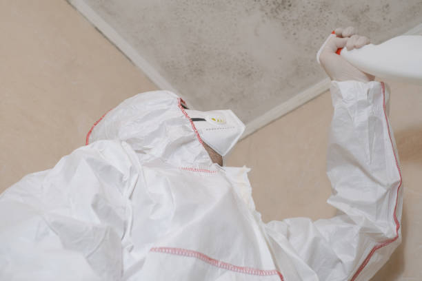 Best Black Mold Removal  in Umatilla, FL