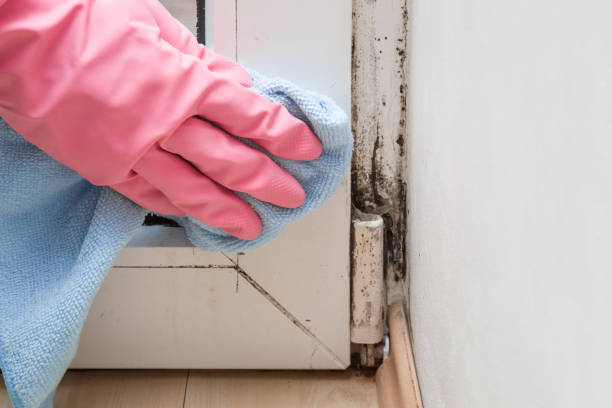 Best Mold Damage Repair  in Umatilla, FL